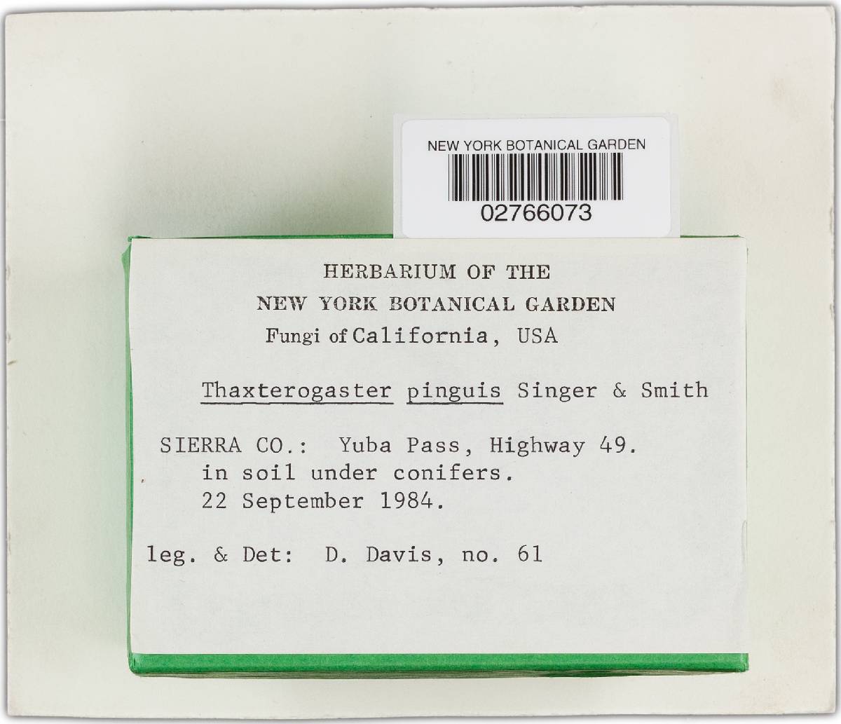 Thaxterogaster magellanicus image