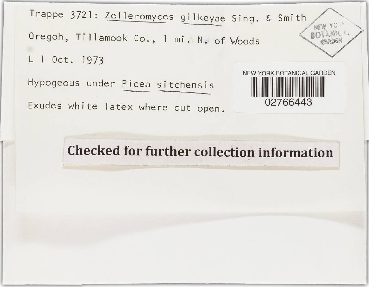 Zelleromyces gilkeyae image