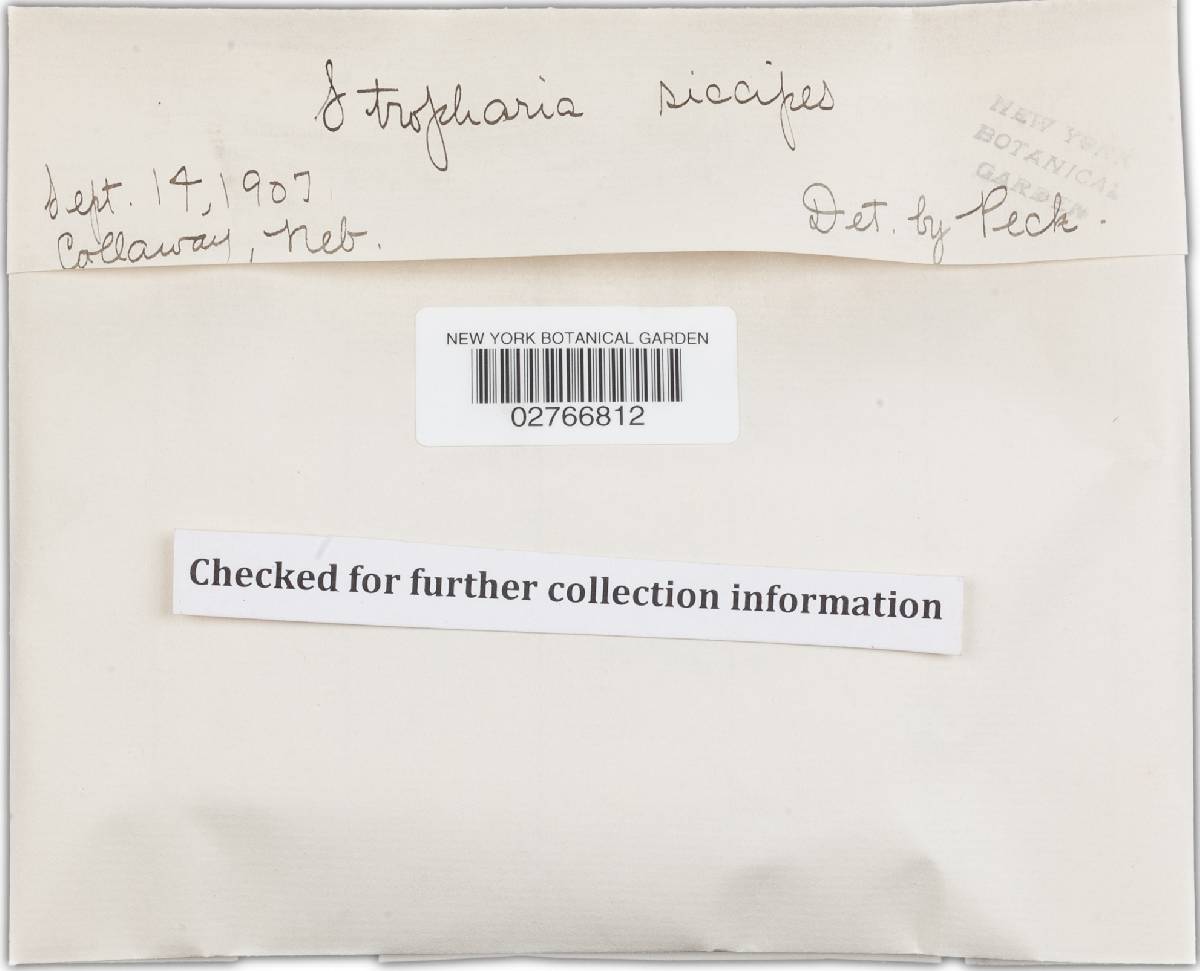 Stropharia siccipes image