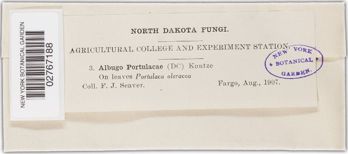 Albugo portulacae image