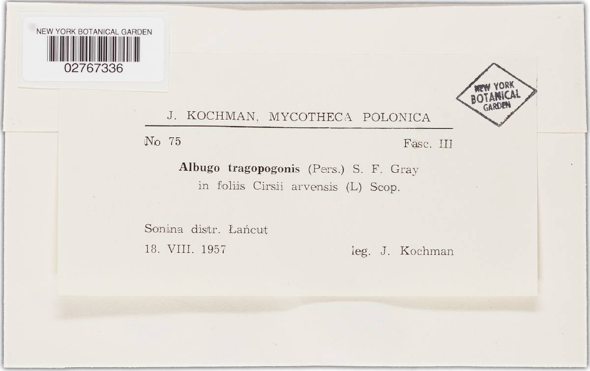 Albugo tragopogonis image