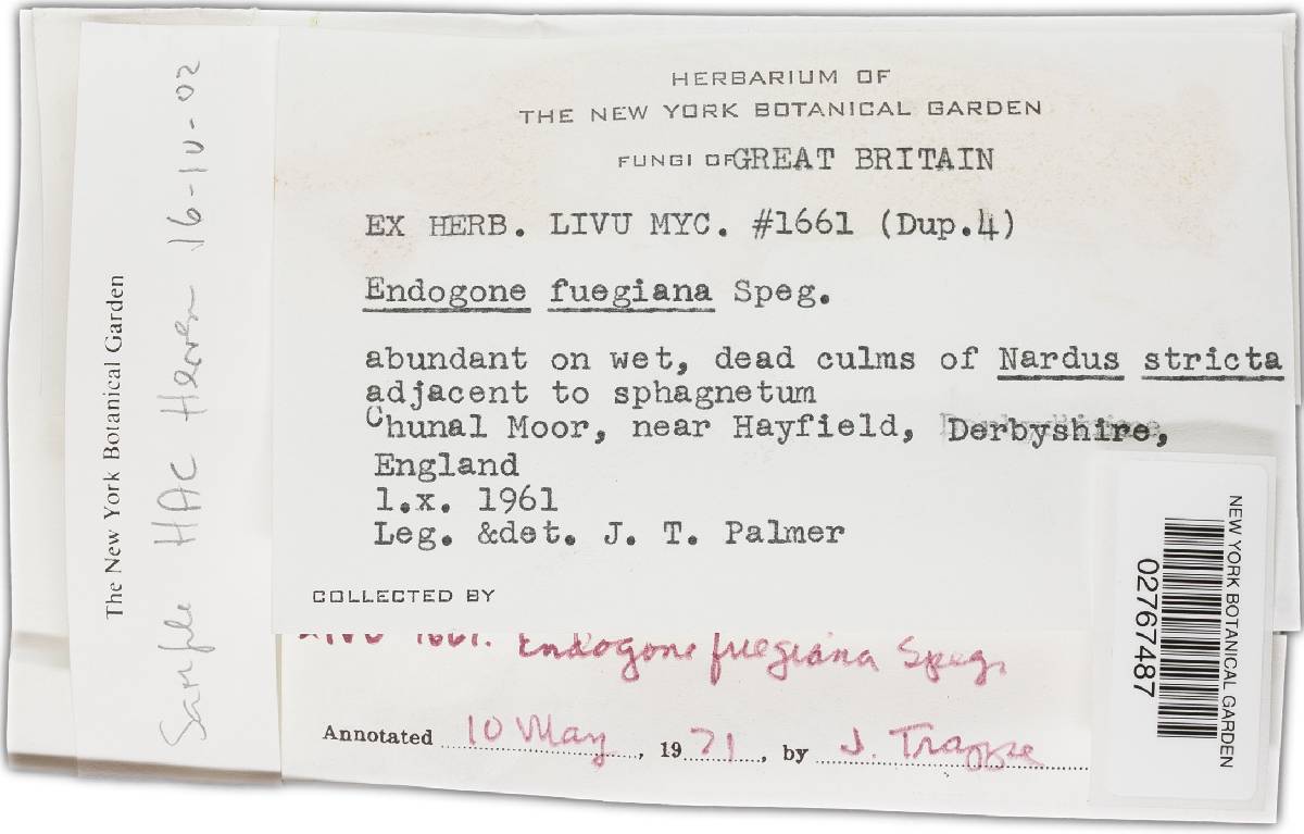 Glomus fuegianum image