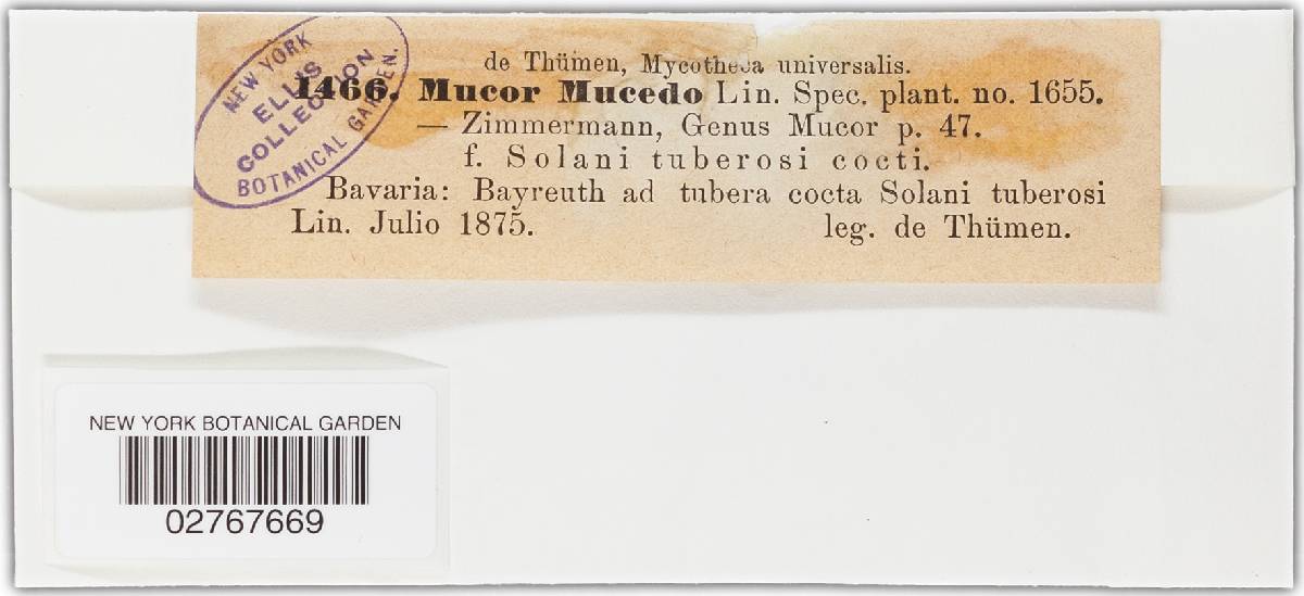 Mucor mucedo image