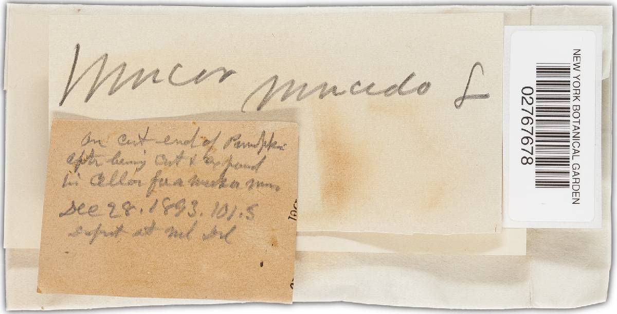 Mucor mucedo image