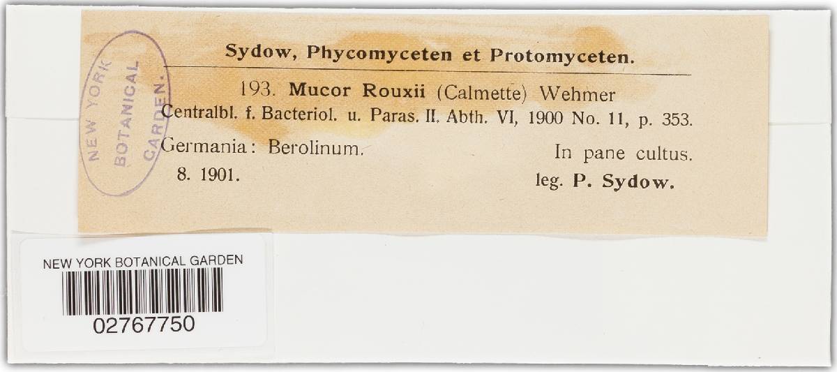 Rhizopus arrhizus image