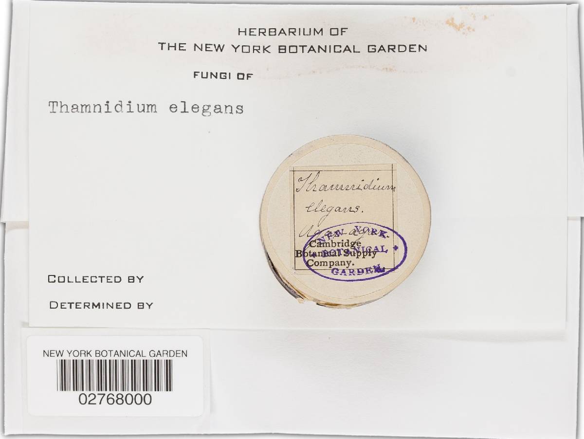 Thamnidium elegans image