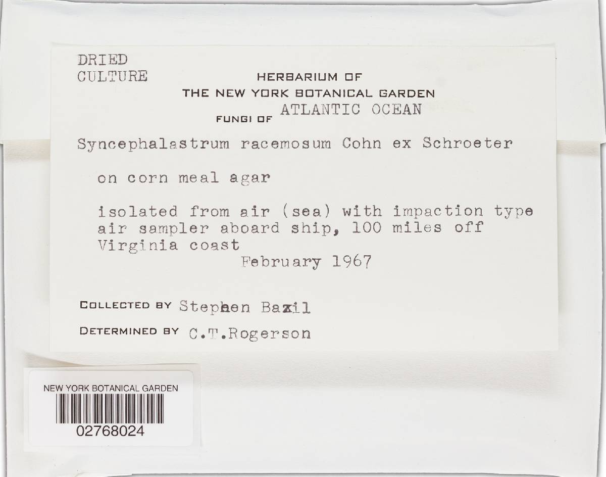 Syncephalastrum image