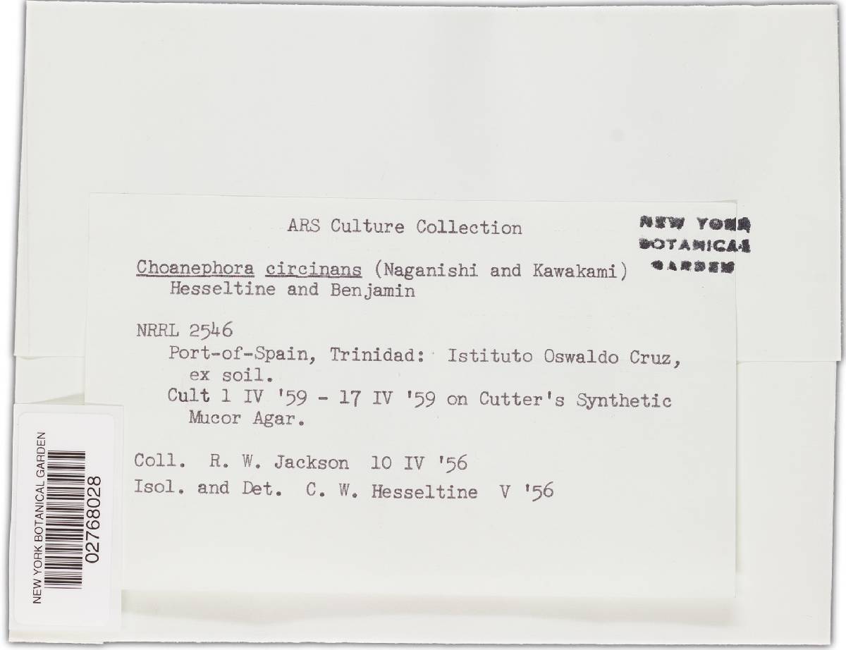 Poitrasia circinans image