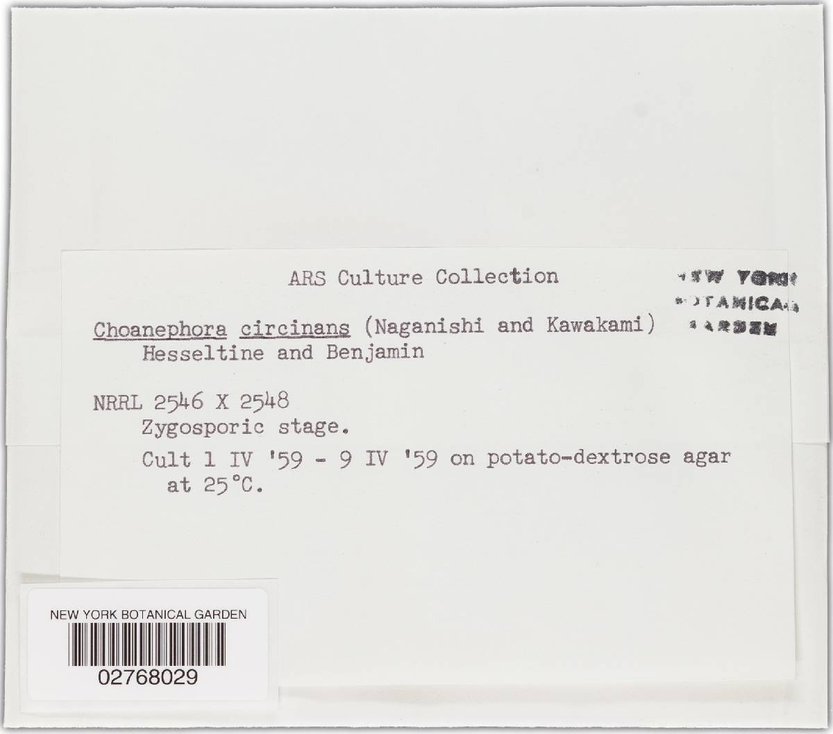 Poitrasia circinans image