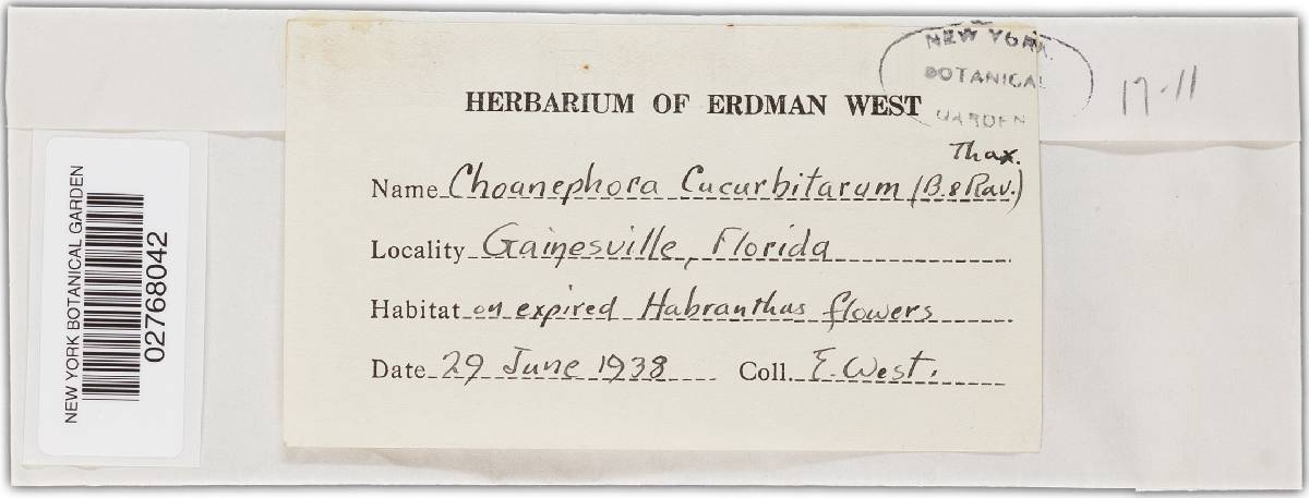 Choanephora cucurbitarum image