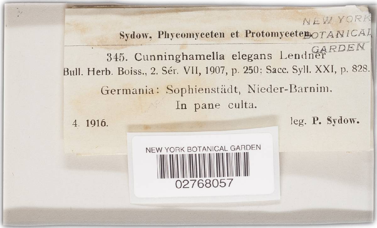 Cunninghamella elegans image