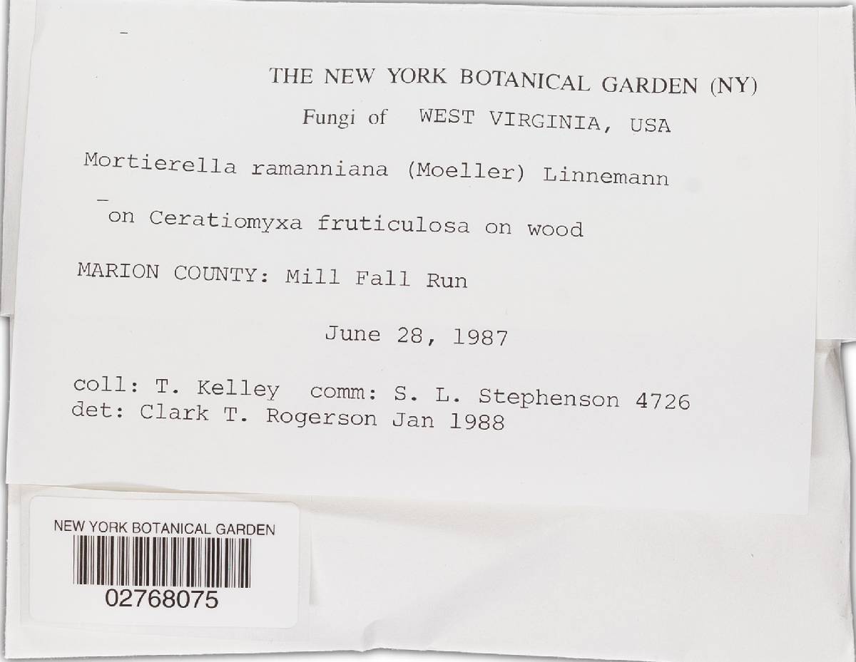 Mortierella ramanniana image