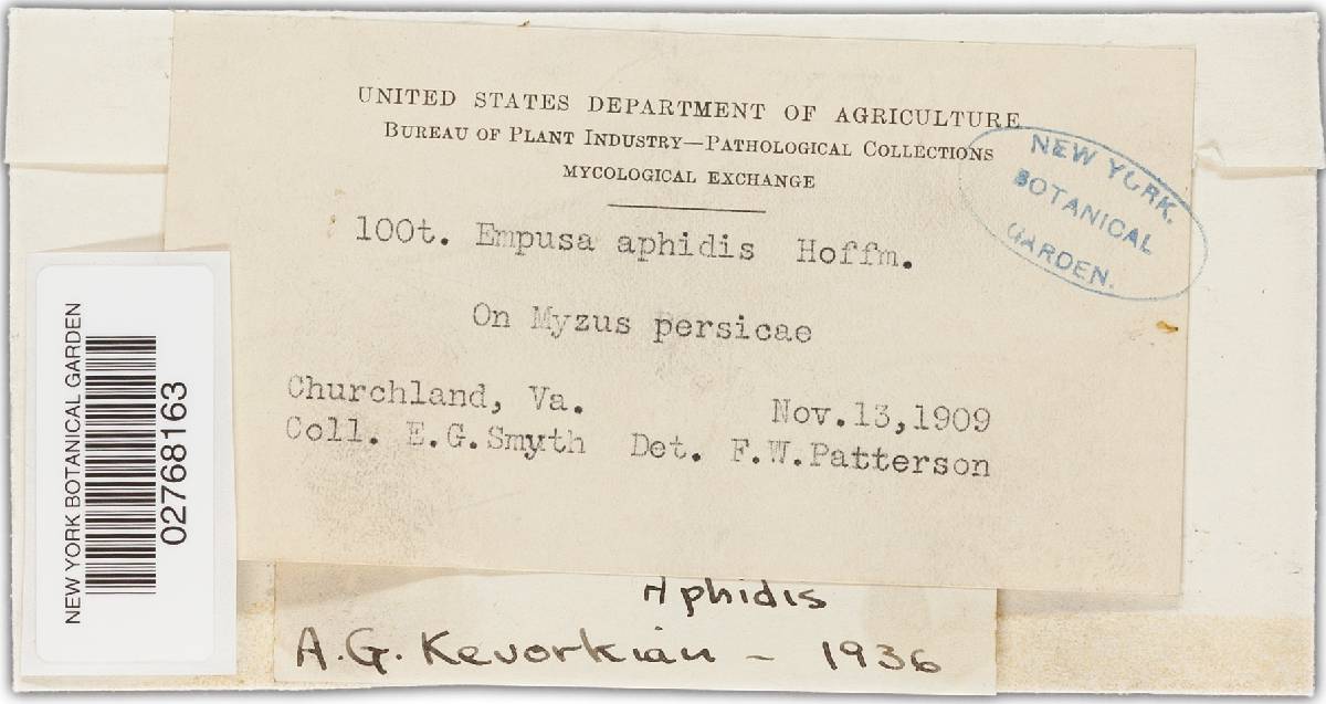 Zoophthora aphidis image