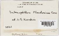 Entomophthora planchoniana image