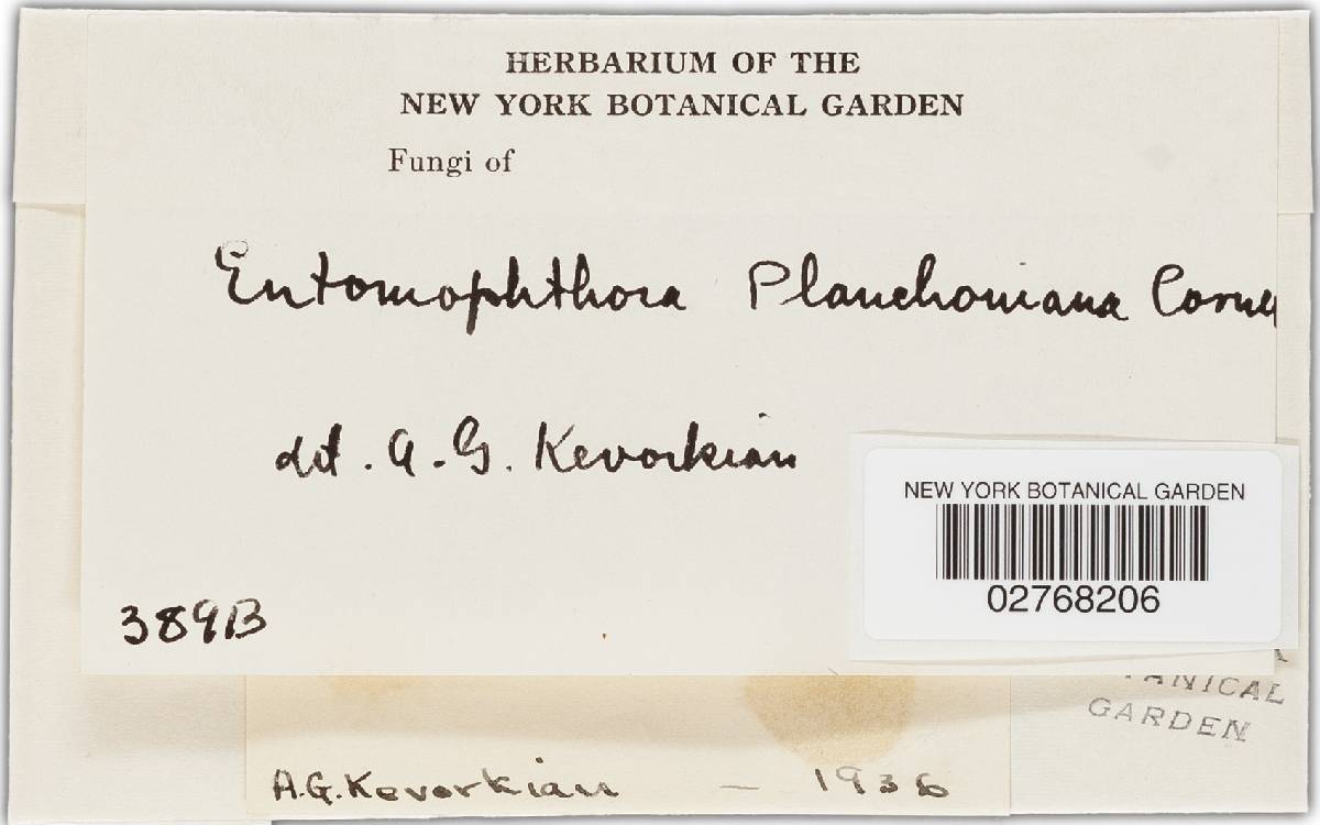 Entomophthora planchoniana image