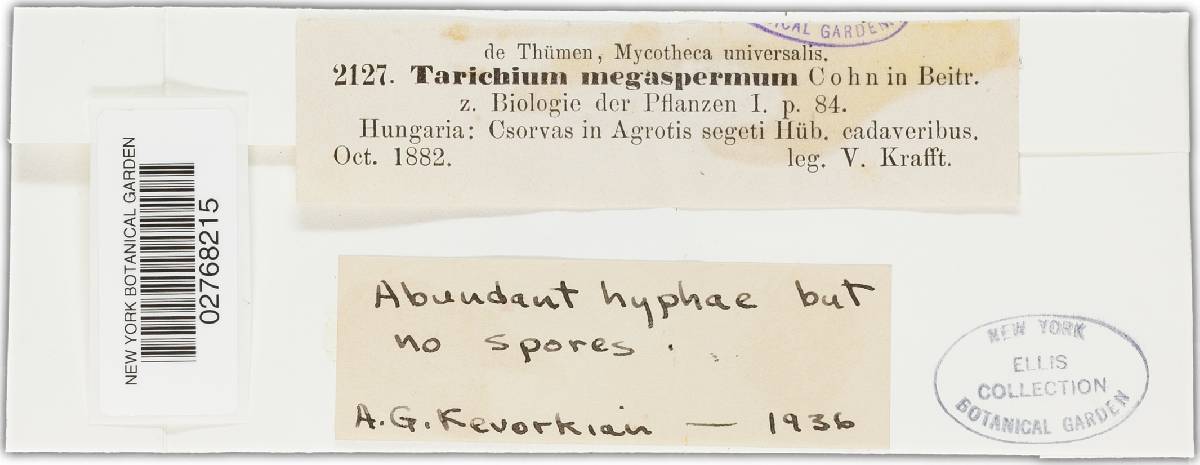 Tarichium image