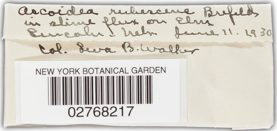 Ascoidea rubescens image