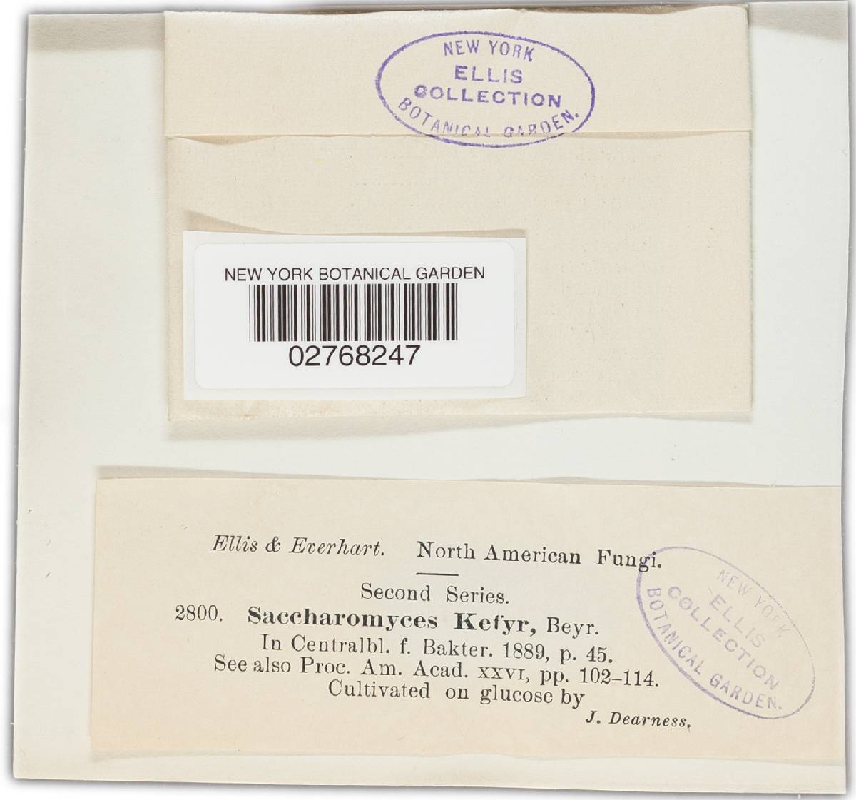 Kluyveromyces marxianus image