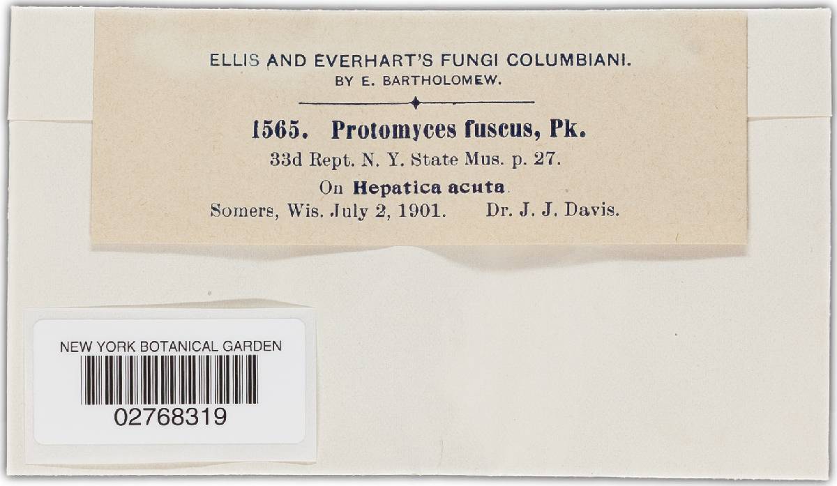 Protomyces fuscus image