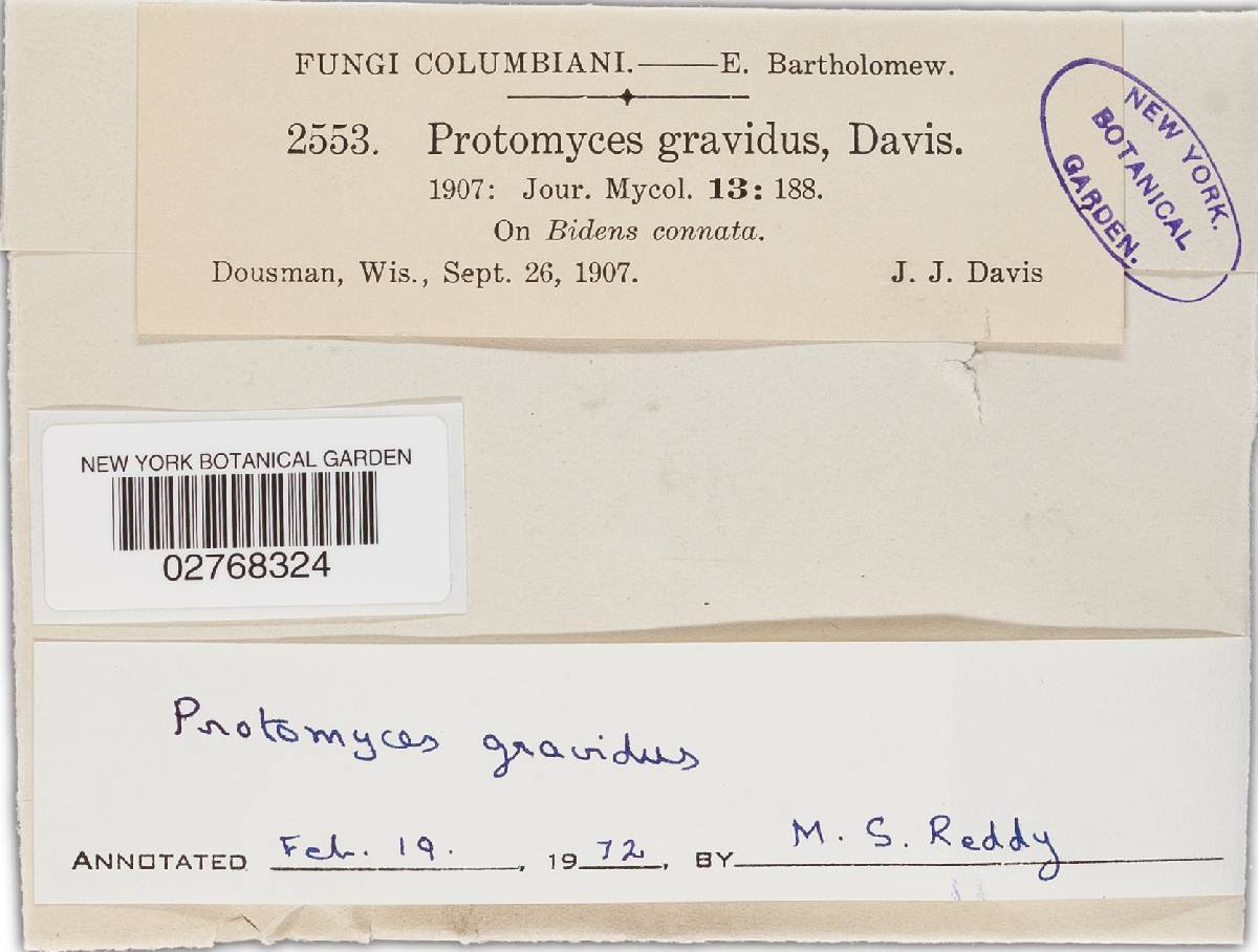 Protomyces gravidus image