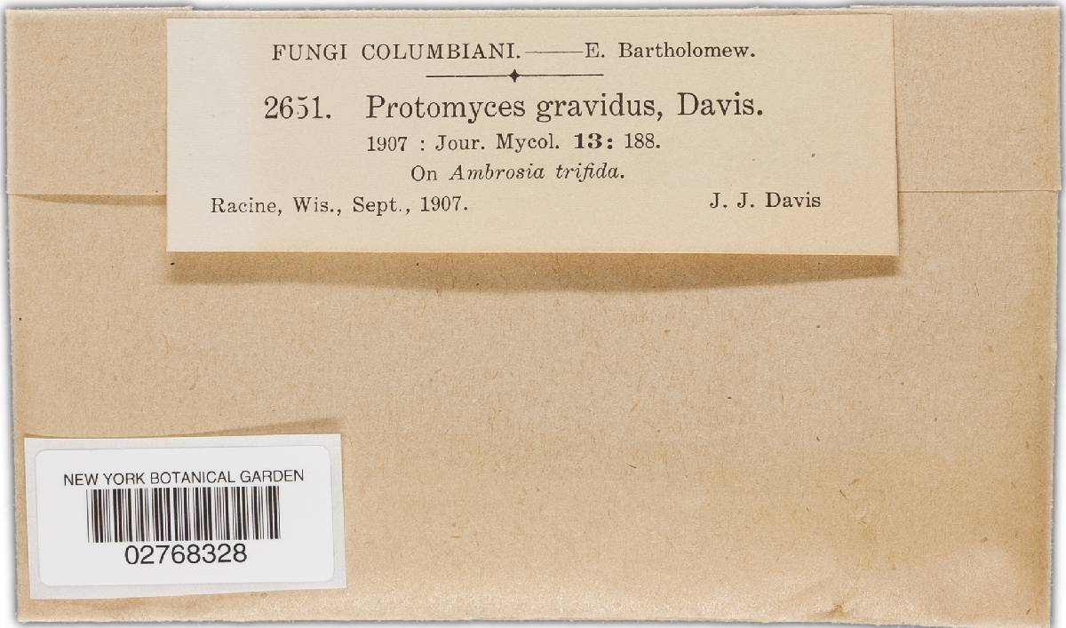 Protomyces gravidus image