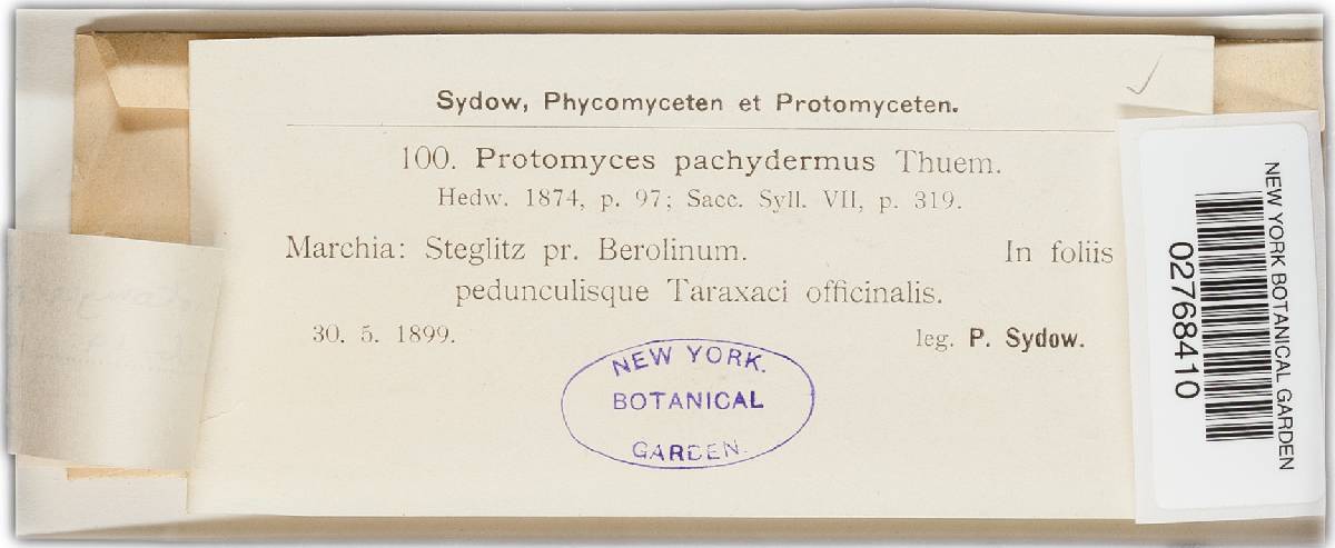 Protomyces pachydermus image