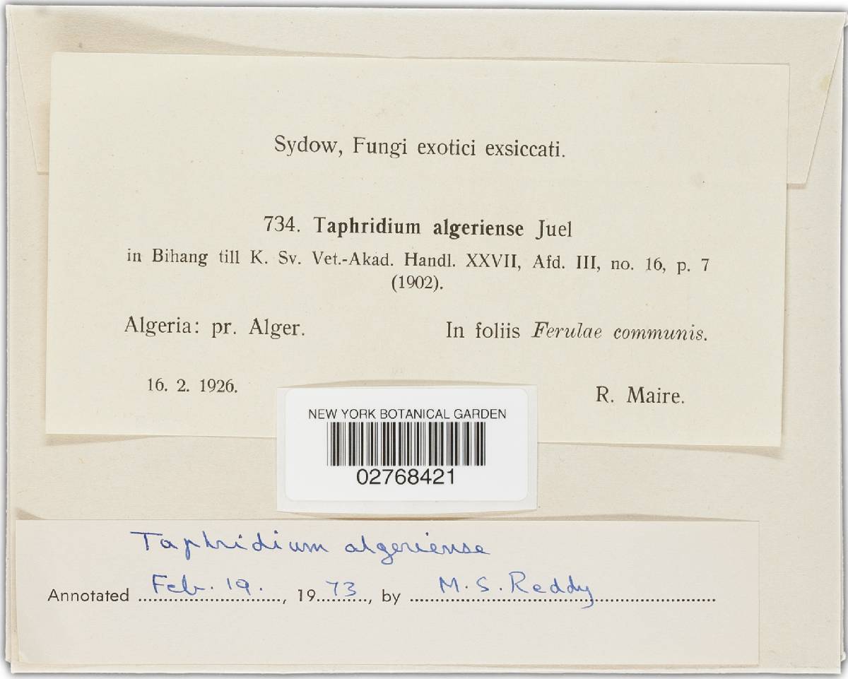 Taphridium algeriense image