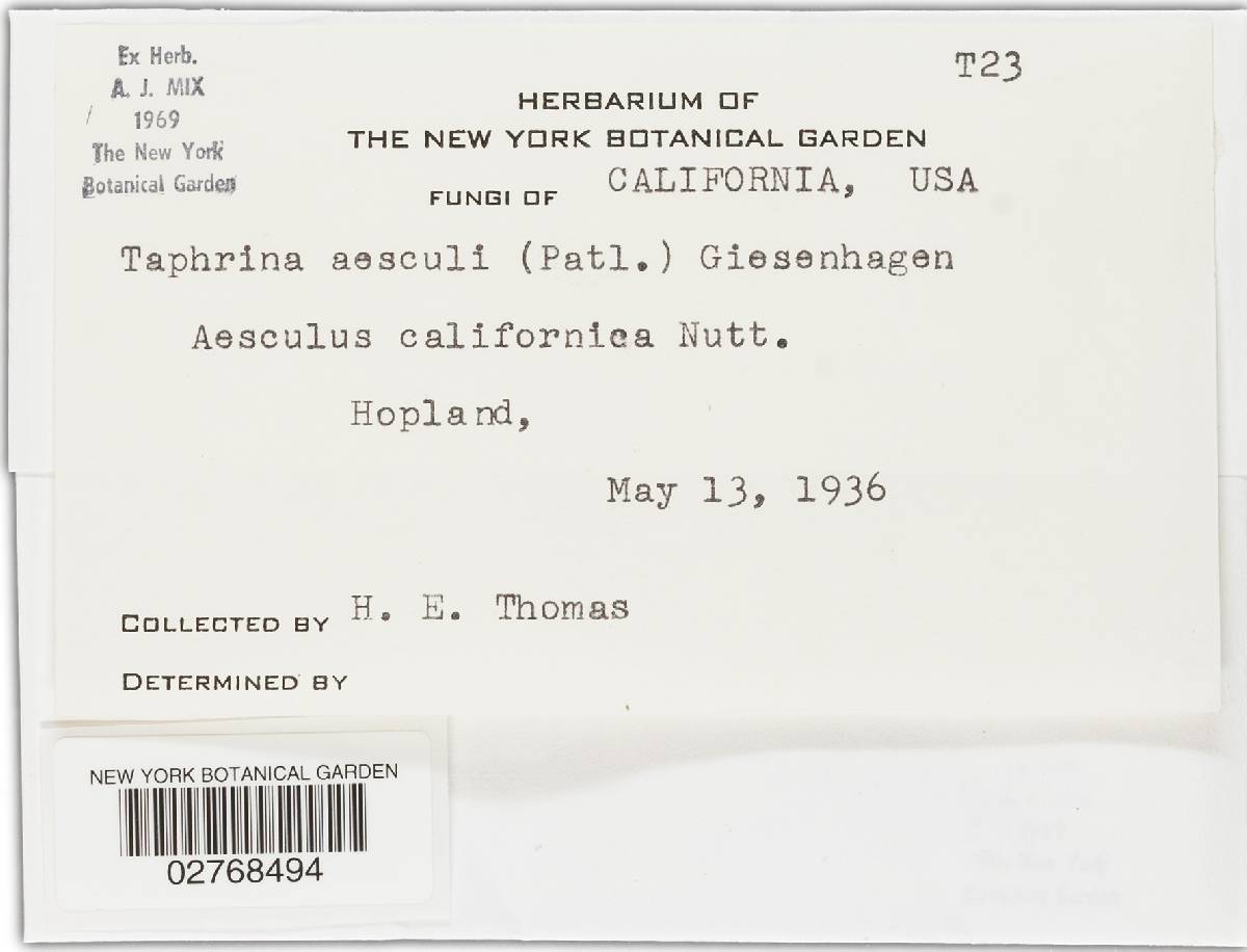 Taphrina aesculi image
