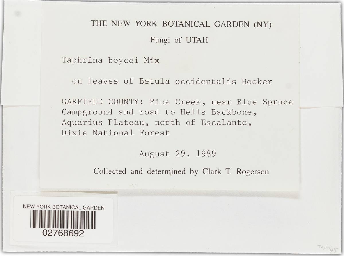 Taphrina boycei image