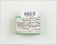 Pleurocybella porrigens image