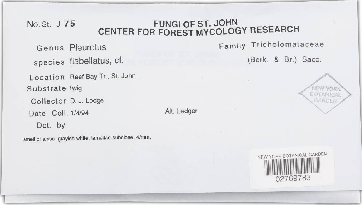 Pleurotus flabellatus image