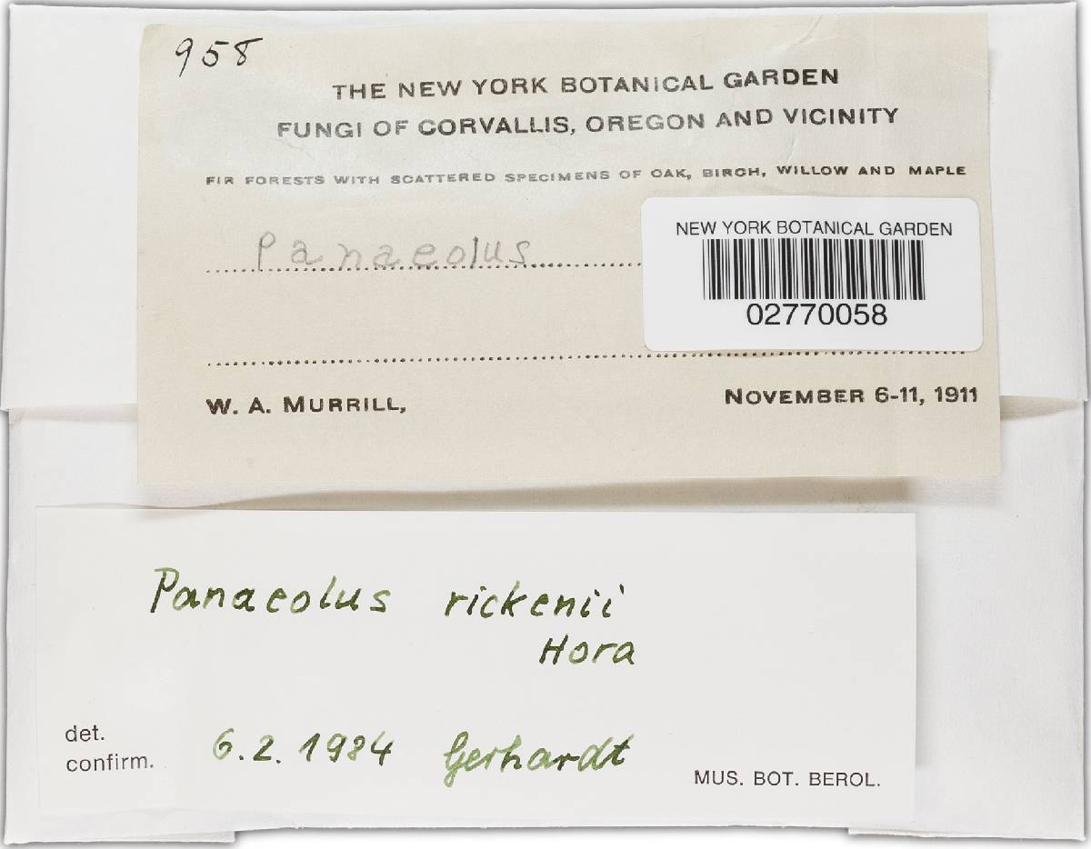 Panaeolus rickenii image
