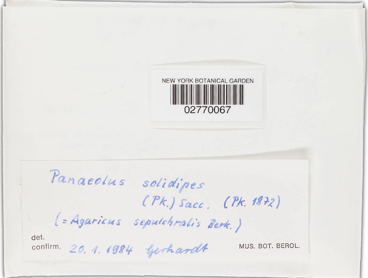Panaeolus solidipes image