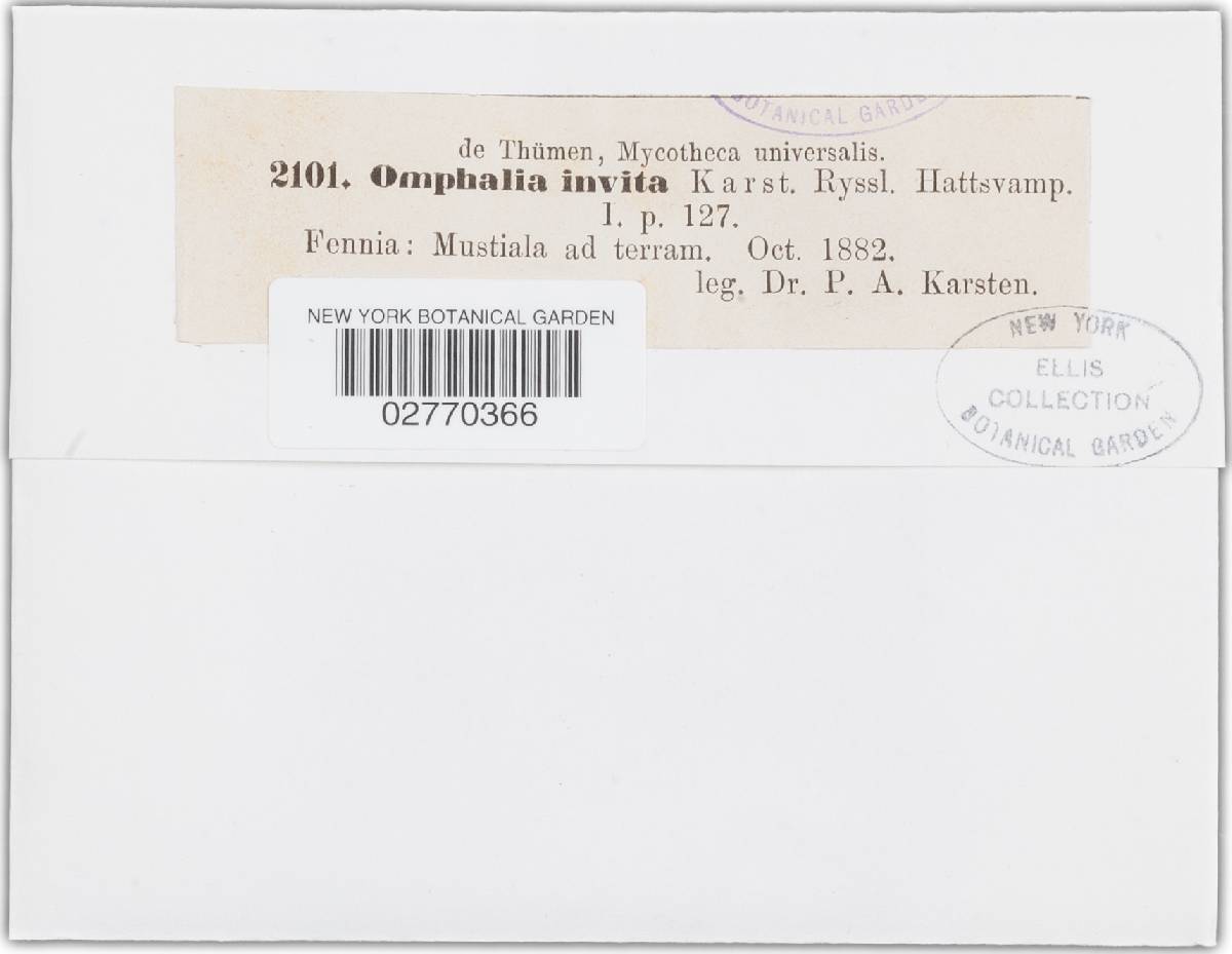 Omphalia invita image
