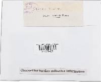 Omphalia crocea image