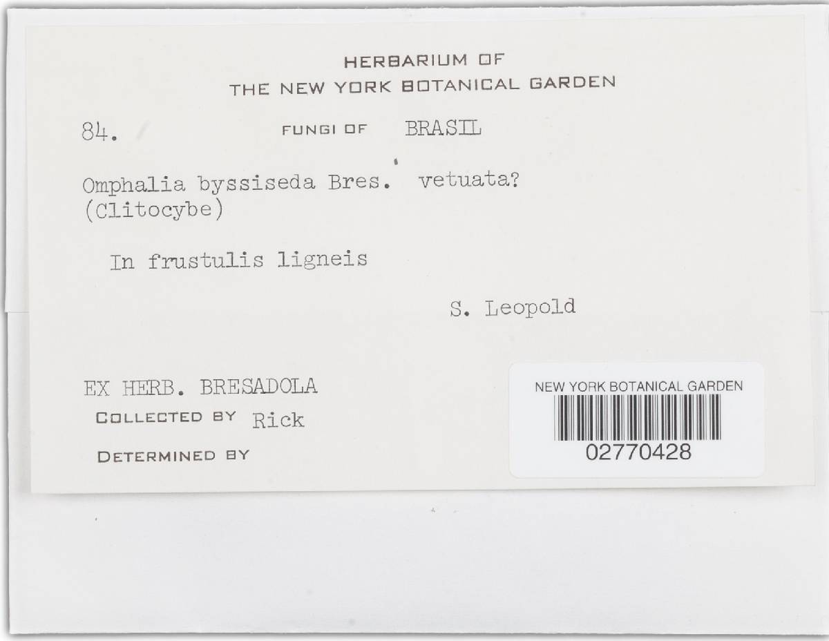 Omphalia byssiseda image