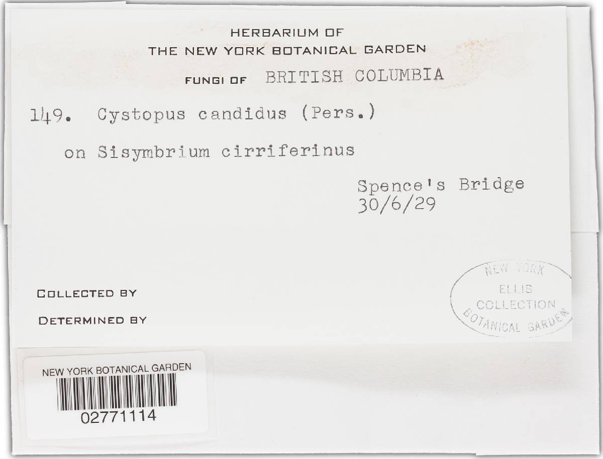 Albugo candida image