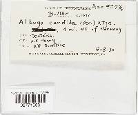 Albugo candida image