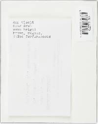 Xerula radicata image
