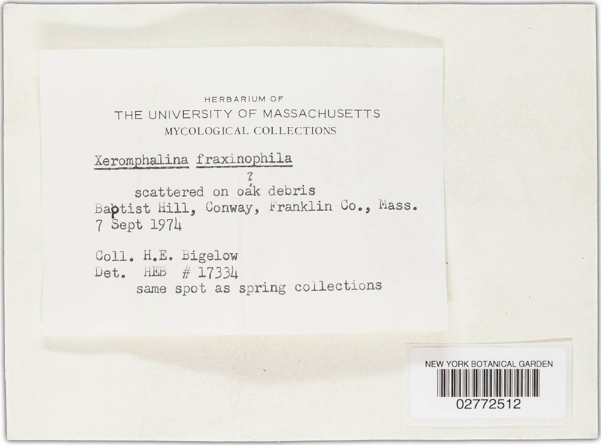Xeromphalina fraxinophila image