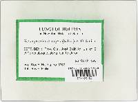 Xeromphalina tenuipes image