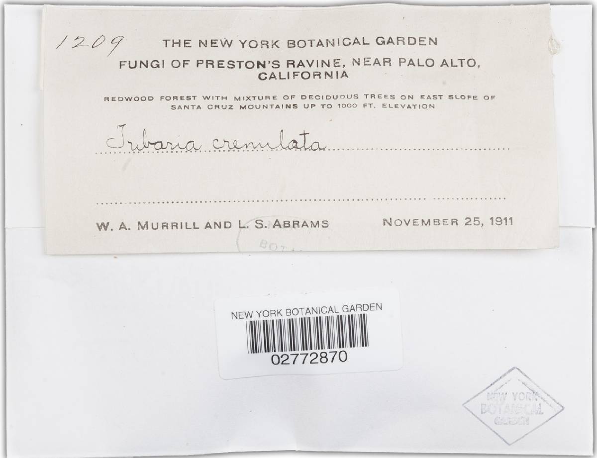 Tubaria crenulata image