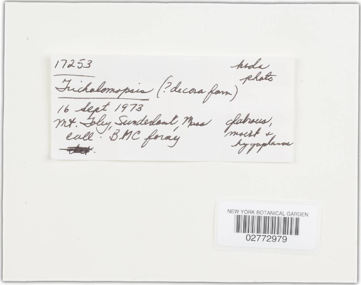 Tricholomopsis sulphurea image