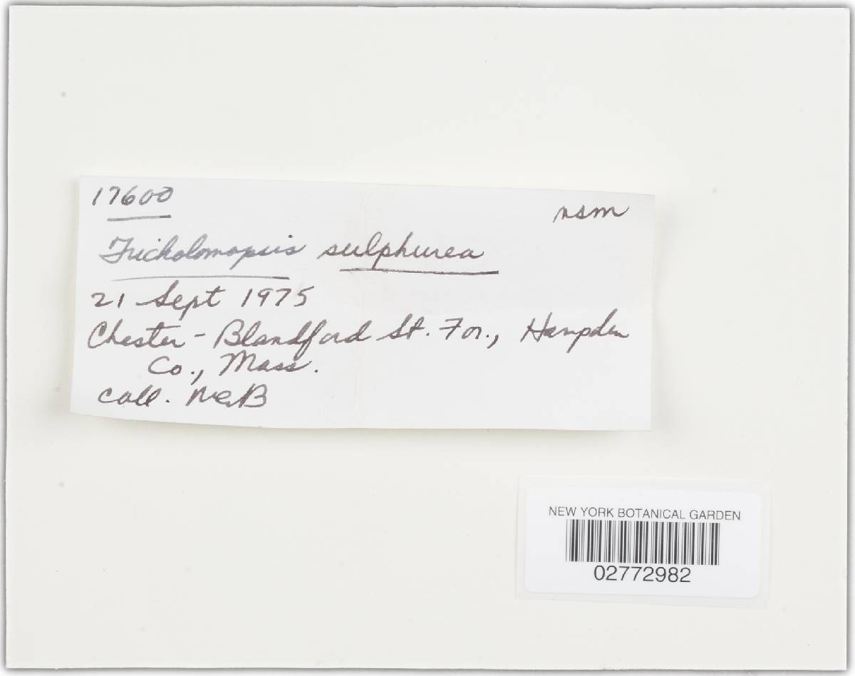 Tricholomopsis sulphurea image