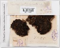 Tapinella atrotomentosa image