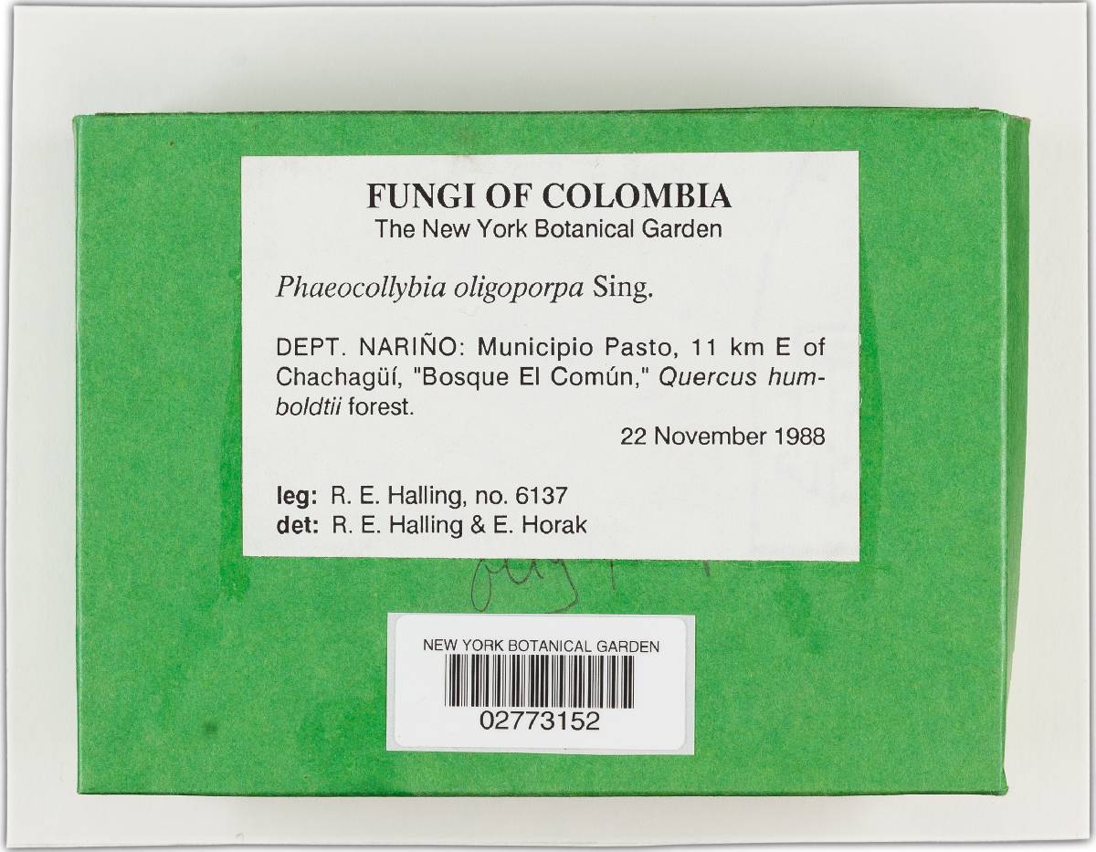 Phaeocollybia oligoporpa image