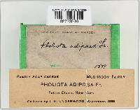 Pholiota adiposa image
