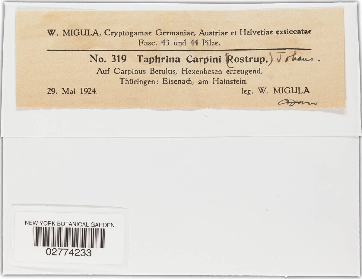 Taphrina carpini image