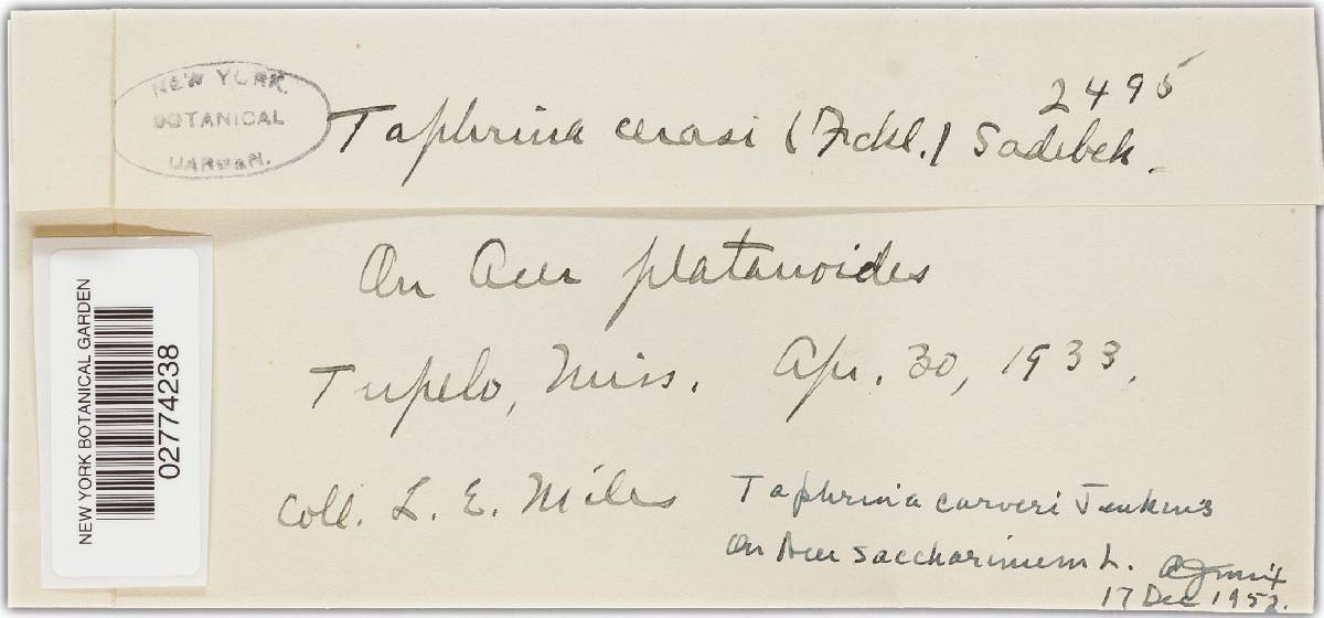 Taphrina carveri image