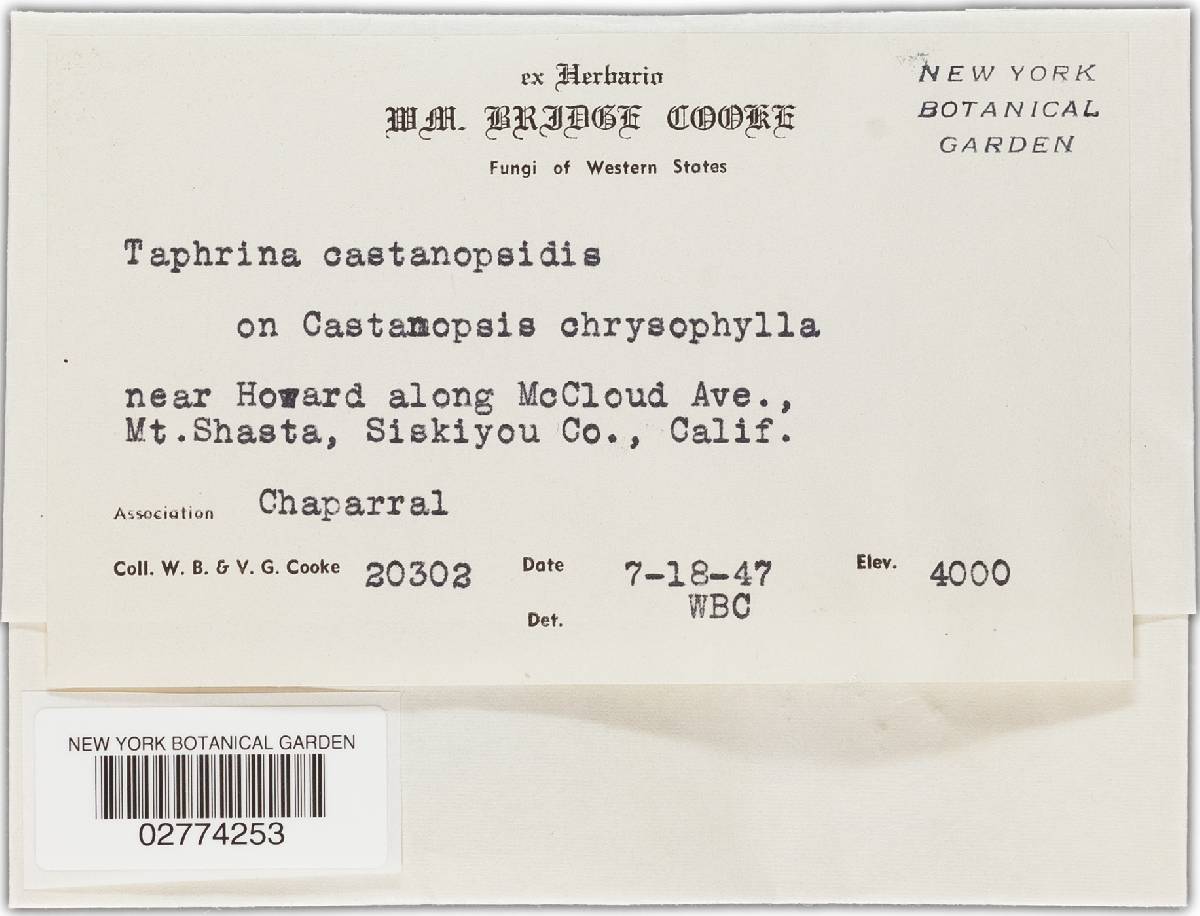 Taphrina castanopsidis image